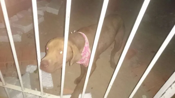 Cachorro ra a SRD idade 7 a 11 meses nome Docinho
