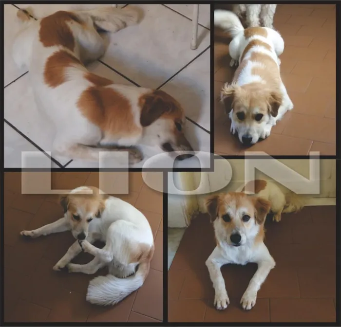 Cachorro ra a NÃO CONHECÇO idade 7 a 11 meses nome LION