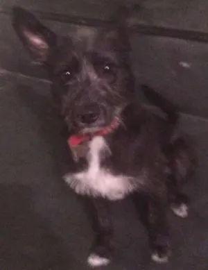 Cachorro raça Vira Lata idade 7 a 11 meses nome Toby