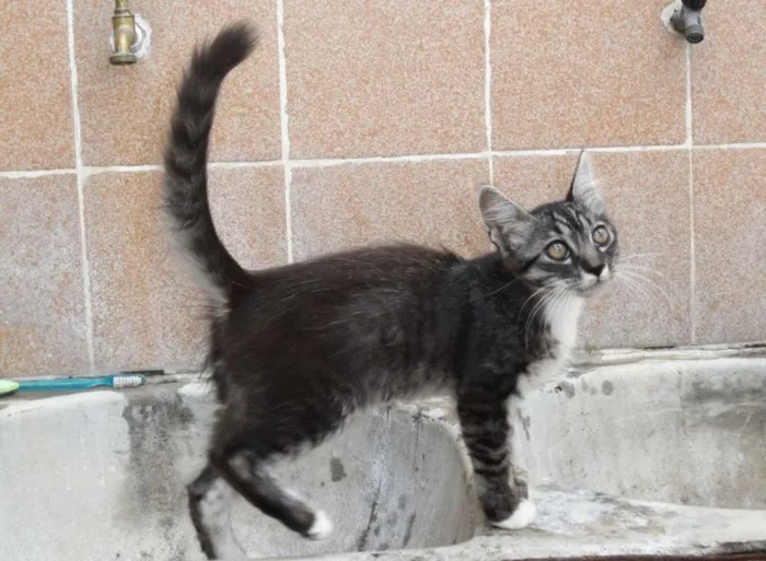 Gato raça SRD idade 2 a 6 meses nome sem nome