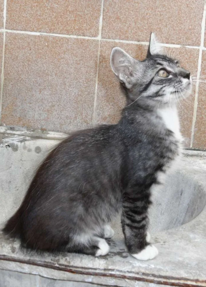 Gato raça SRD idade 2 a 6 meses nome sem nome