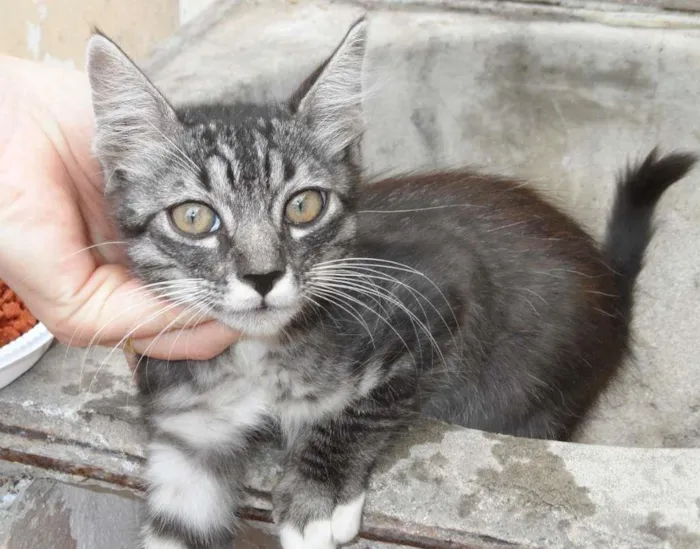 Gato raça SRD idade 2 a 6 meses nome sem nome