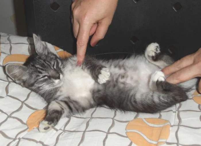 Gato raça SRD idade 2 a 6 meses nome sem nome
