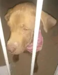 Docinho