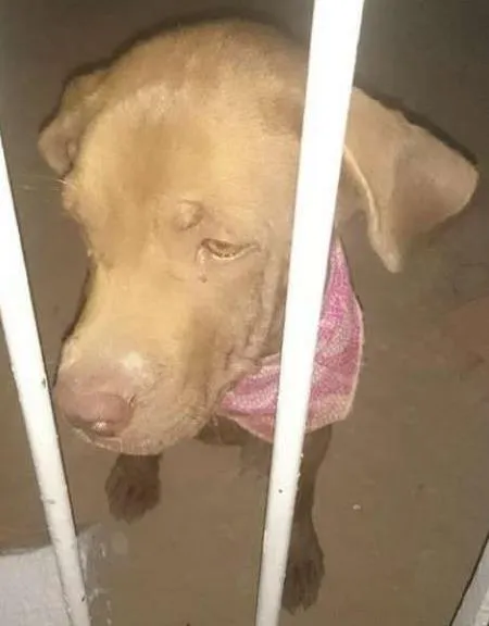 Cachorro ra a SRD idade 7 a 11 meses nome Docinho