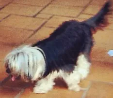 Cachorro raça Yorkshire  idade 3 anos nome Dodo