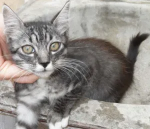 Gato raça SRD idade 2 a 6 meses nome sem nome