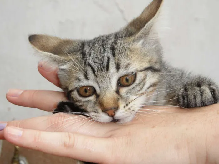 Gato raça SRD idade 2 a 6 meses nome Luna