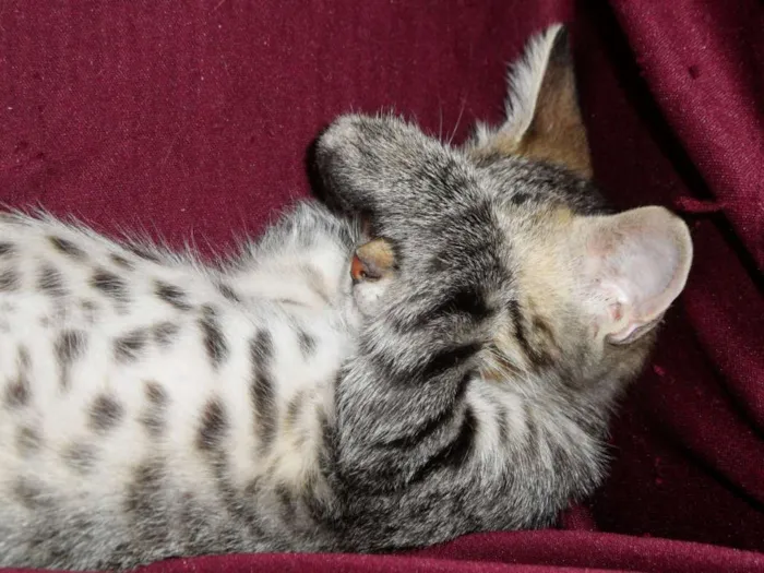Gato raça SRD idade 2 a 6 meses nome Luna