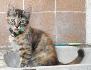 Gato raça SRD idade 2 a 6 meses nome Marelinha