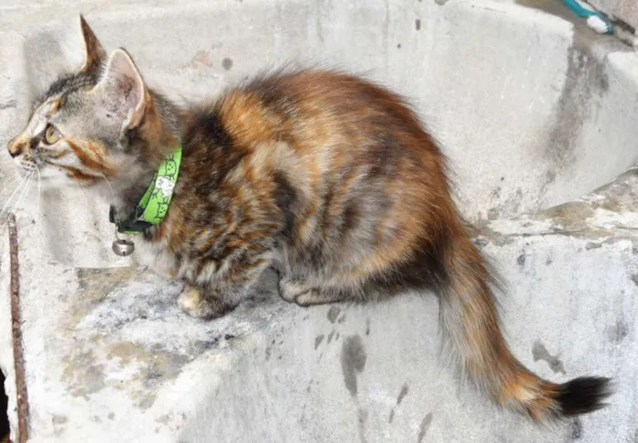 Gato raça SRD idade 2 a 6 meses nome Marelinha