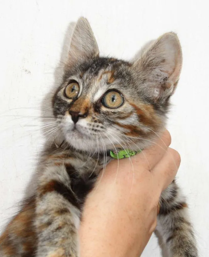 Gato raça SRD idade 2 a 6 meses nome Marelinha