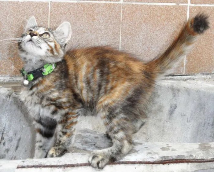 Gato raça SRD idade 2 a 6 meses nome Marelinha