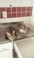 Gatinhos lindos