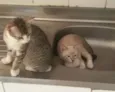 Gatinhos lindos