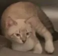 Gatinhos lindos