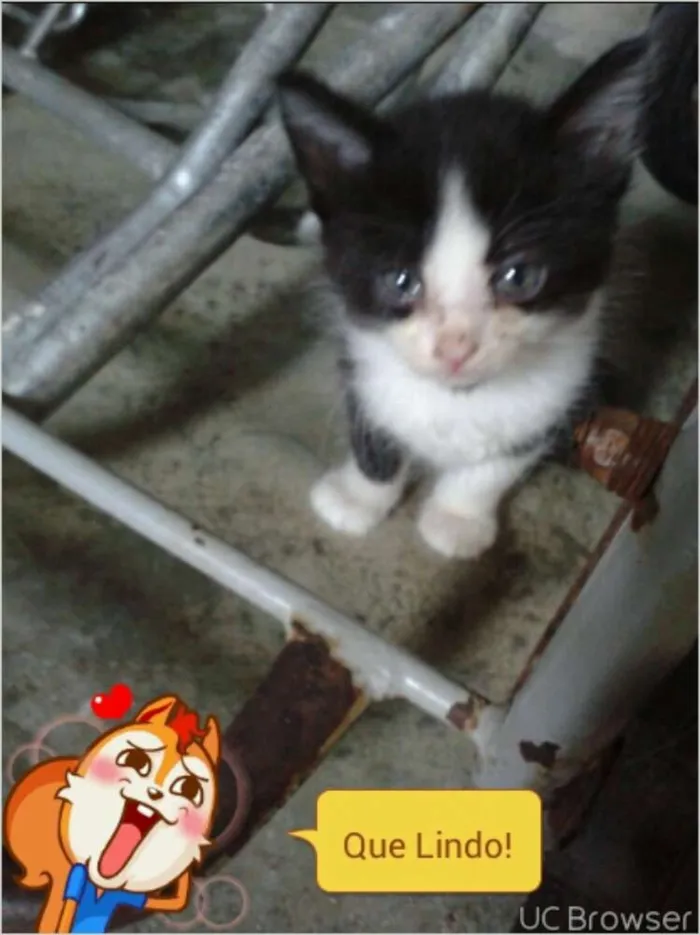 Gato raça  idade Abaixo de 2 meses nome gatinhos