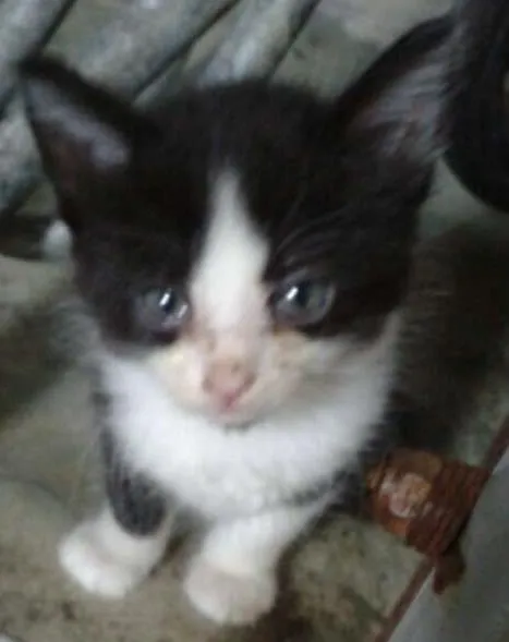 Gato raça  idade Abaixo de 2 meses nome gatinhos