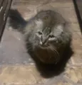 Gatinhos de Sapucaia