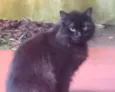 Gatinhos de Sapucaia