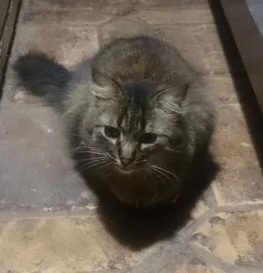 Gato ra a SRD idade 1 ano nome Gatinhos de Sapucaia