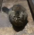 Gatinhos de Sapucaia