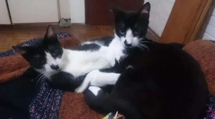 Gato ra a SRD idade 1 ano nome Gatinhos de Sapucaia