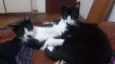 Gatinhos de Sapucaia