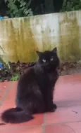 Gatinhos de Sapucaia