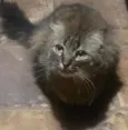 Gatinhos de Sapucaia