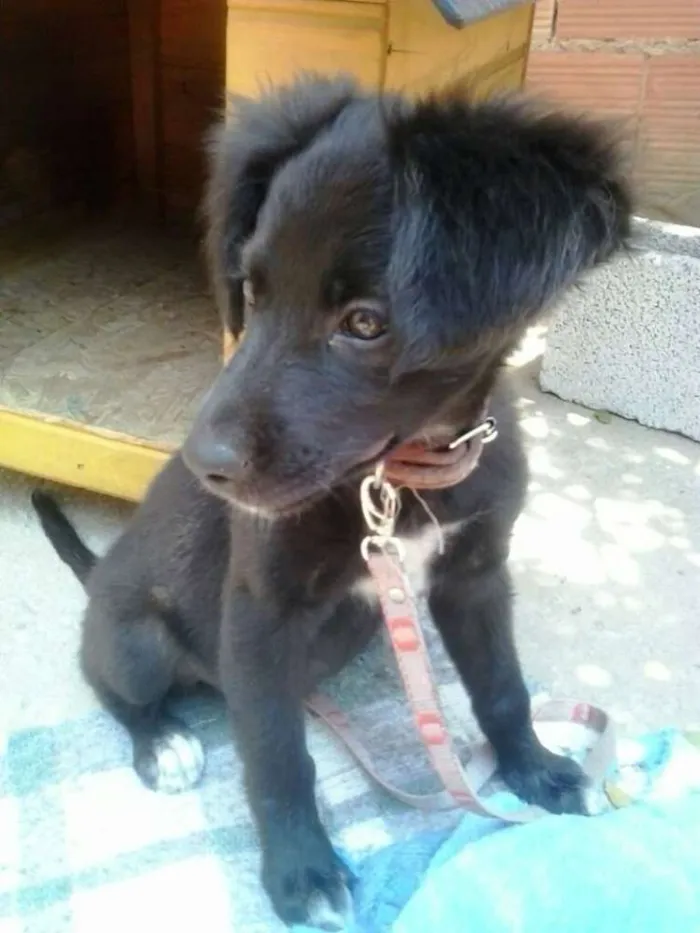Cachorro raça mestiço de cocker idade Abaixo de 2 meses nome samira