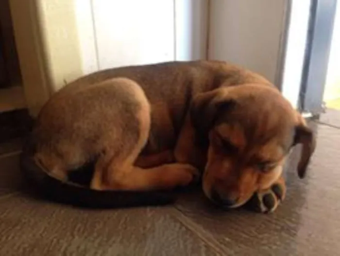 Cachorro ra a  idade  nome vania