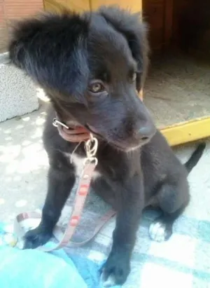 Cachorro raça mestiço de cocker idade Abaixo de 2 meses nome samira