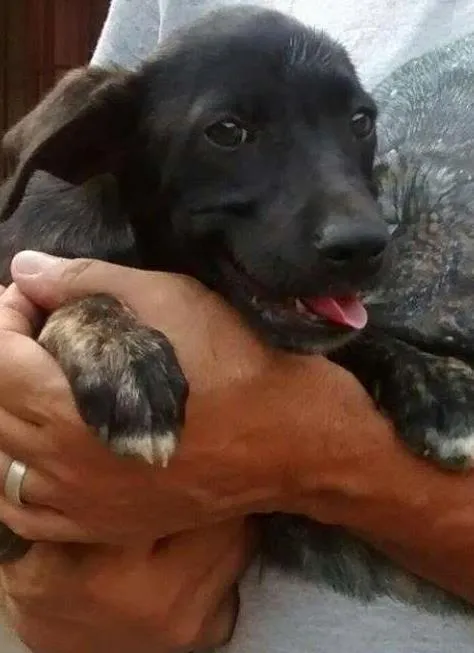 Cachorro ra a srd idade 2 a 6 meses nome Jabuticaba