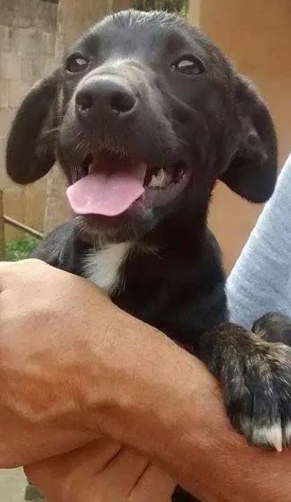 Cachorro ra a srd idade 2 a 6 meses nome Jabuticaba