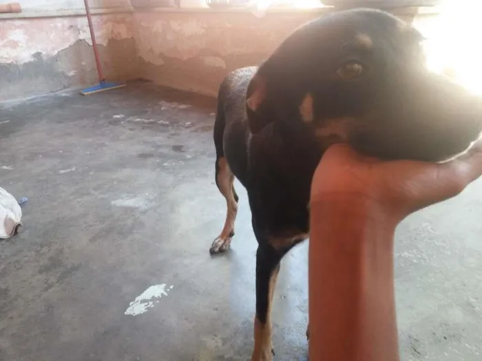 Cachorro ra a Raca indefinida idade 7 a 11 meses nome Balu 