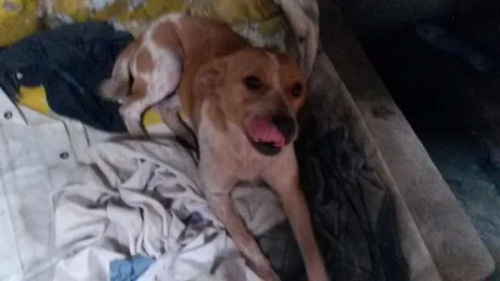 Cachorro ra a Não definido idade 1 ano nome Amarelinha