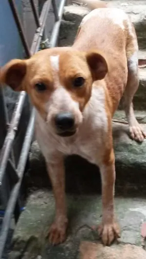 Cachorro raça Não definido idade 1 ano nome Amarelinha