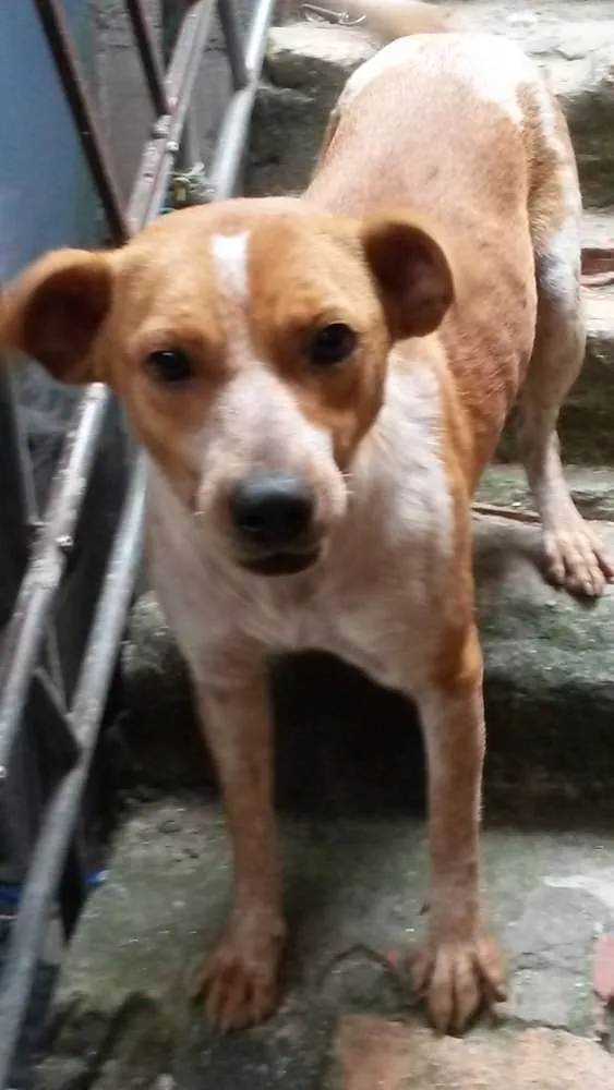 Cachorro ra a Não definido idade 1 ano nome Amarelinha