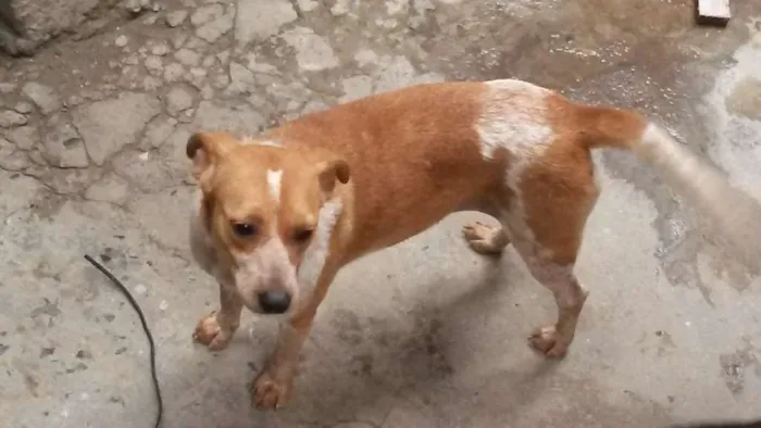 Cachorro ra a Não definido idade 1 ano nome Amarelinha
