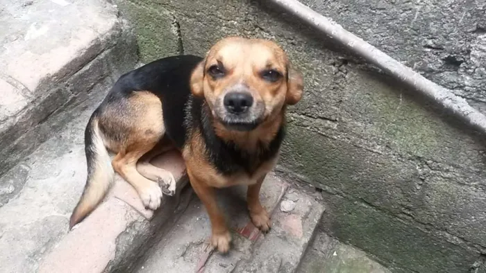 Cachorro ra a Não defini  idade 1 ano nome Pretinha 