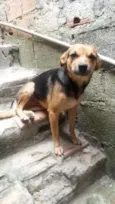 Pretinha 