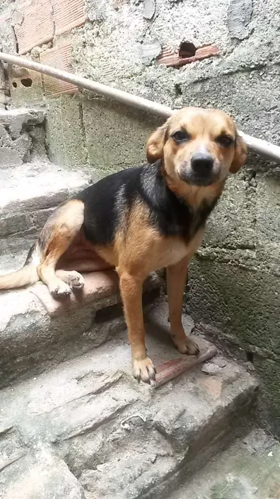 Cachorro ra a Não defini  idade 1 ano nome Pretinha 