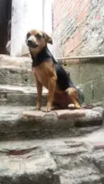 Pretinha 