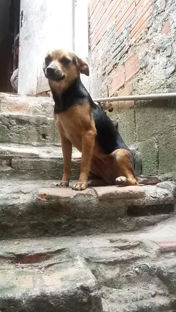 Cachorro ra a Não defini  idade 1 ano nome Pretinha 