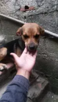 Pretinha 
