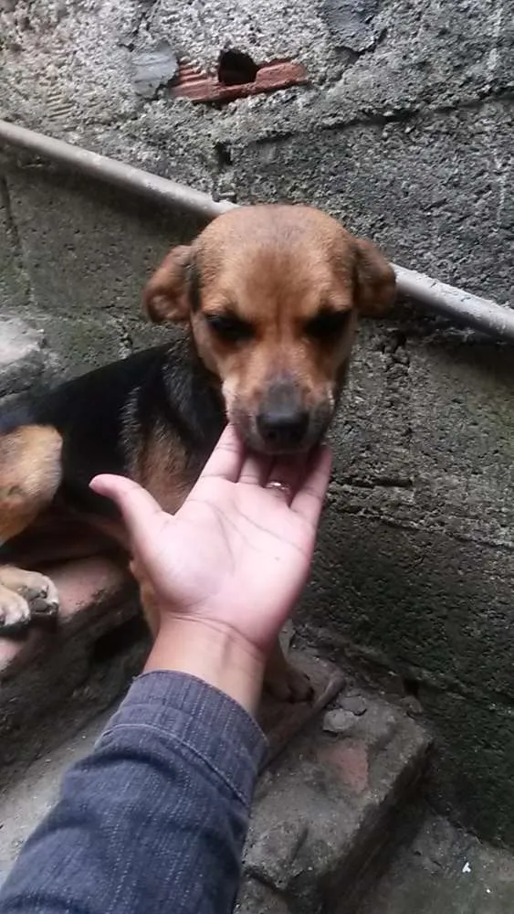 Cachorro ra a Não defini  idade 1 ano nome Pretinha 