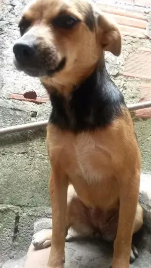 Cachorro raça Não defini  idade 1 ano nome Pretinha 