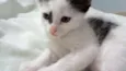 Tica