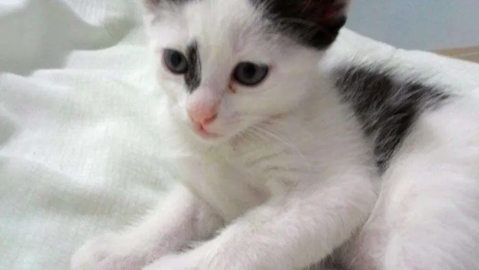 Gato ra a  idade Abaixo de 2 meses nome Tica